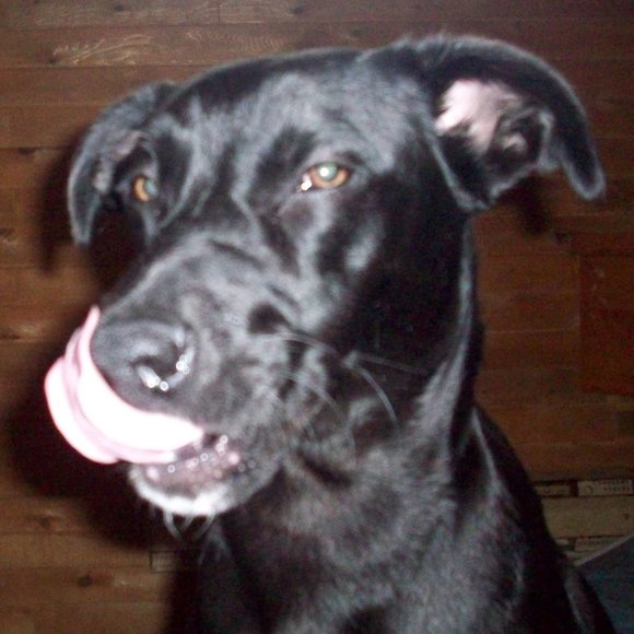 Meet your Posher, Labrador - Picture 12 of 16